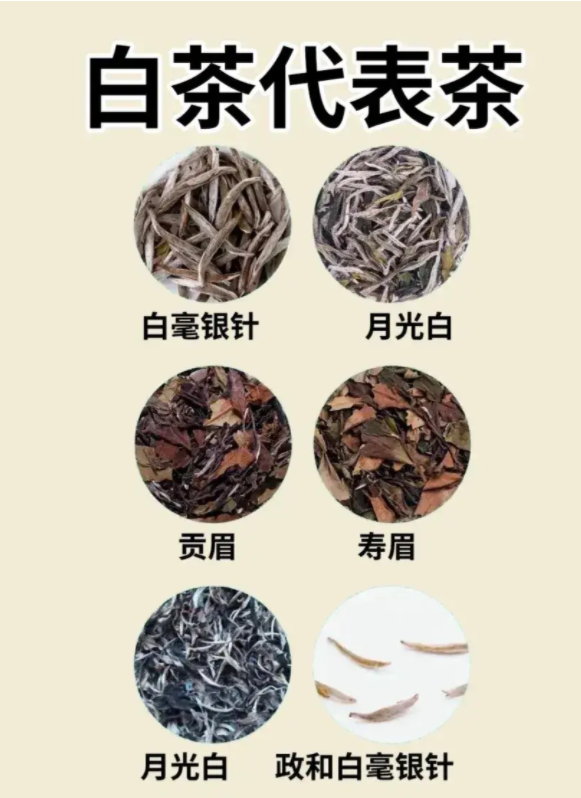 白茶代表.png 白茶代表.png