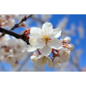 蘇軾：青年時(shí)看遠(yuǎn)，中年時(shí)看開，老年時(shí)看淡