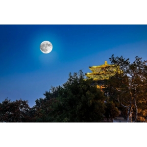 欲邀明月喝一場(chǎng)，醉臥花下又何妨