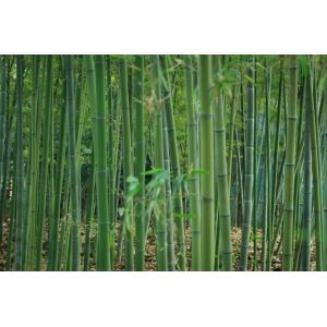 簾動夏風(fēng)起，心靜自清涼
